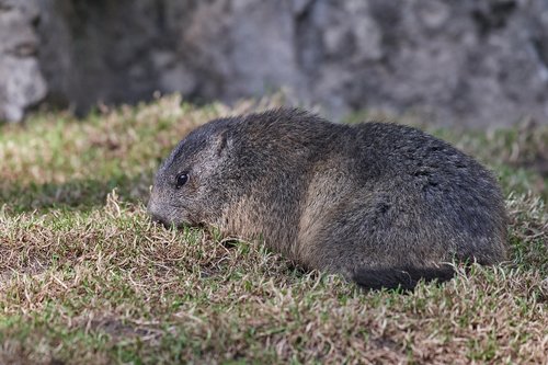 marmot  nager  rodent