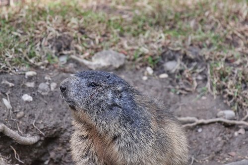 marmot  nager  rodent