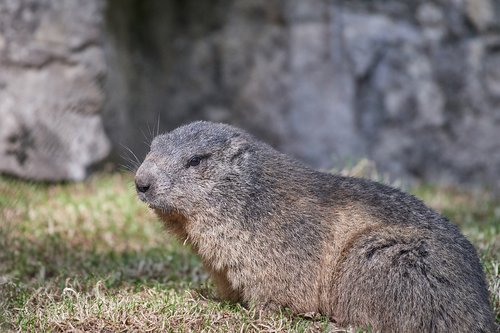 marmot  nager  furry