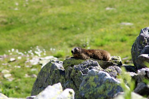 marmot  mountains  animal world