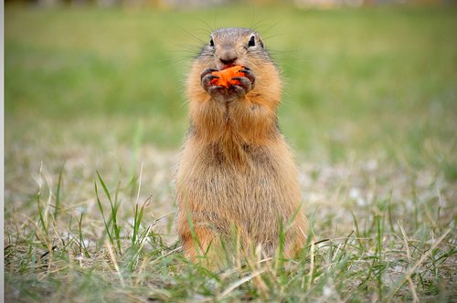 marmot  eating  carrot