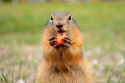 marmot  glade  summer