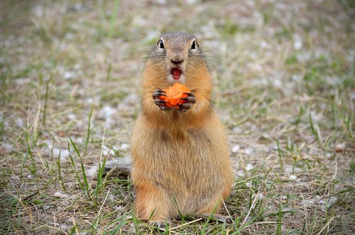 marmot  nutrition  carrot
