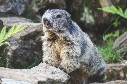marmot  alpine marmot  rodent