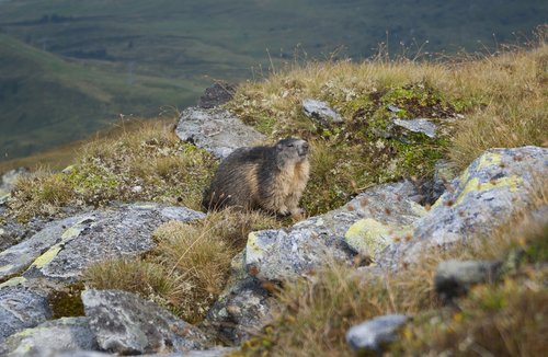 marmot  nature  animal world