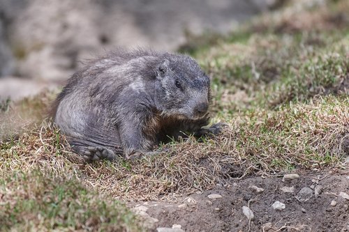 marmot  ground  animal world