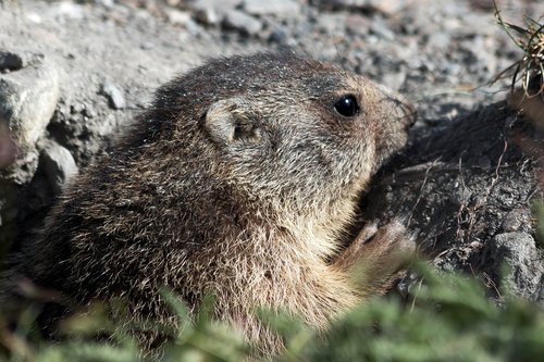 marmot  rodent  siffleux