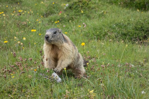 marmot  alpine  rodent