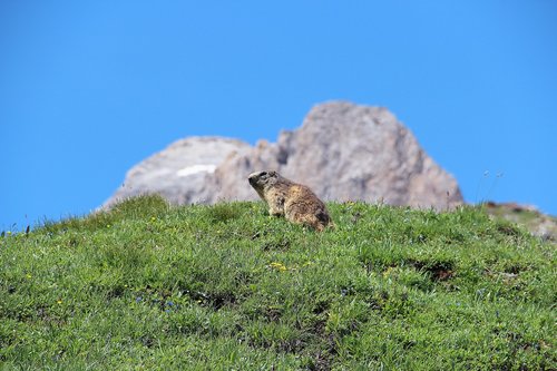 marmot  mountain  summer