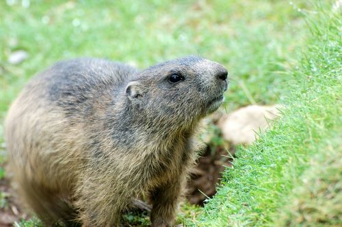 marmot meadow alpine marmot