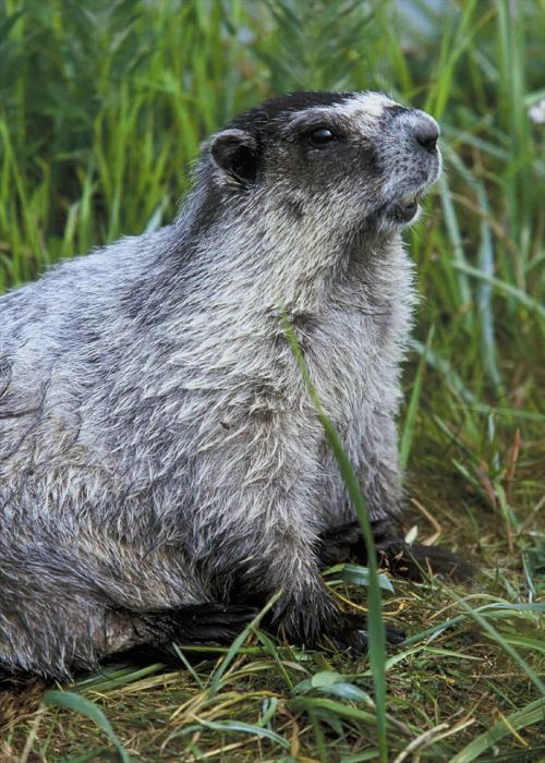 marmot mammal animal