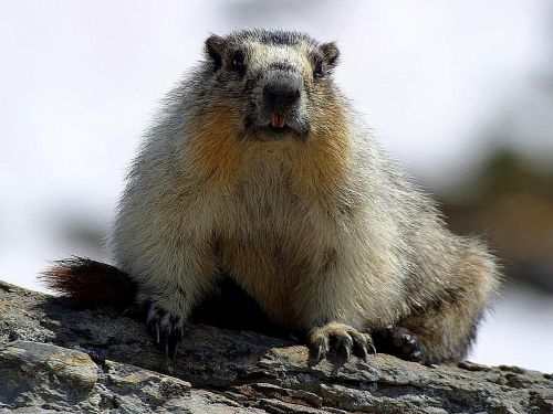 marmot animal rodent