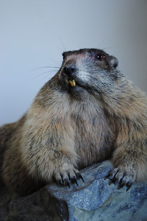 marmot stuffed old