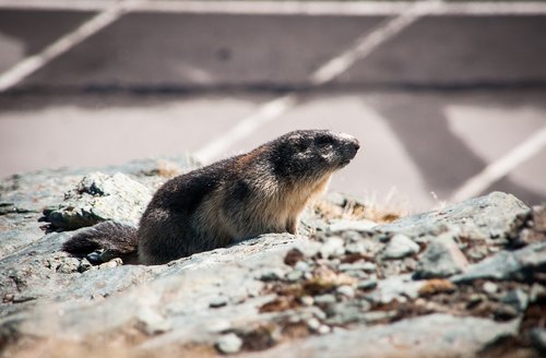 marmot  animal  rodent