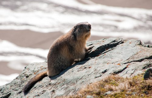 marmot  animal  rodent