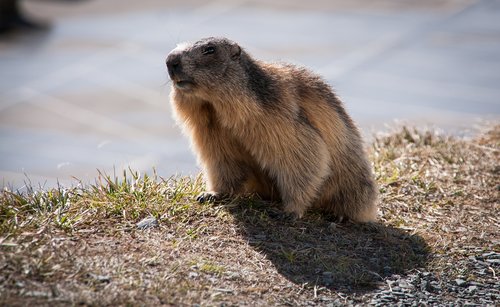 marmot  animal  rodent