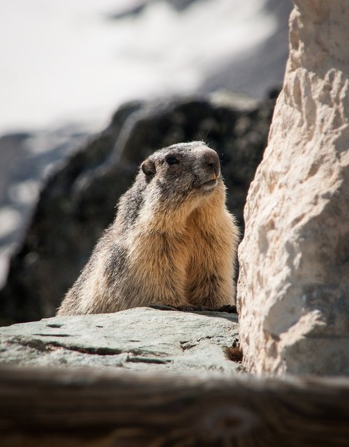 marmot  animal  rodent