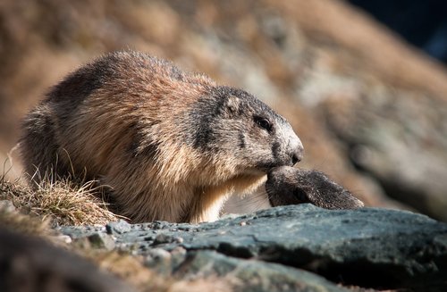 marmot  animal  rodent