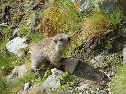 marmot animal cute