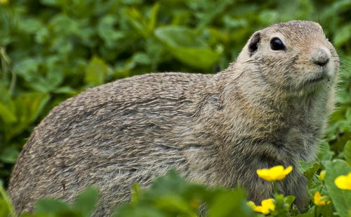marmot  rodent  prairie dog