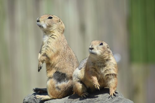 marmot  zoo  cute