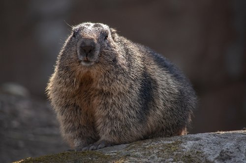 marmot  the rodent  animal