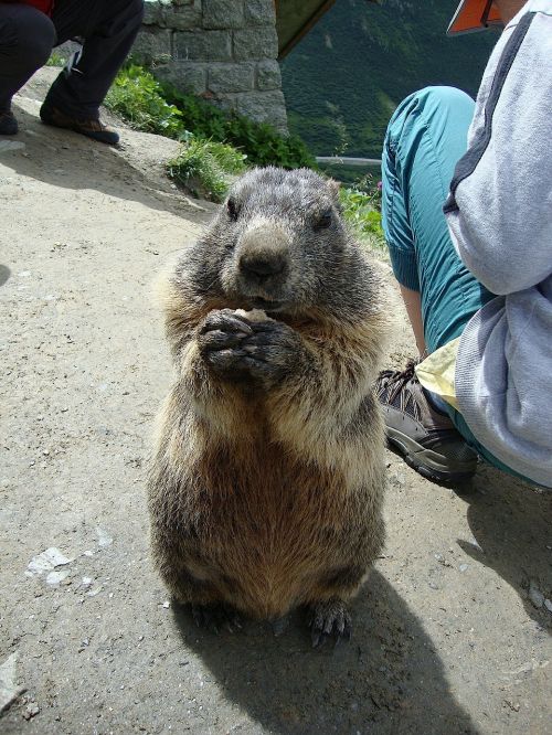 marmot animals nature