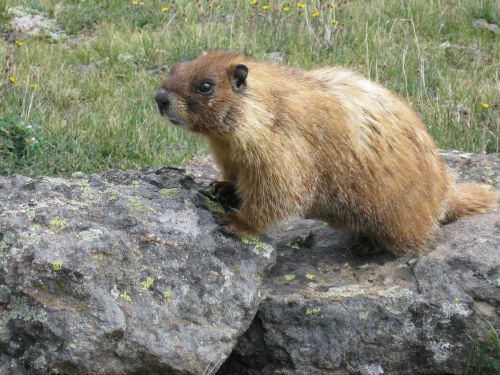 marmot animal wildlife