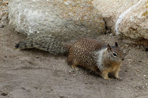 marmot animal nature