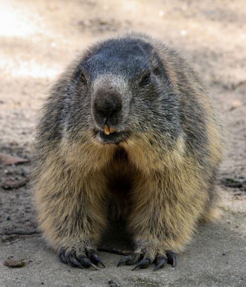 marmot animal alpine