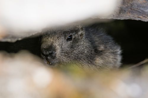 marmot animal mountain