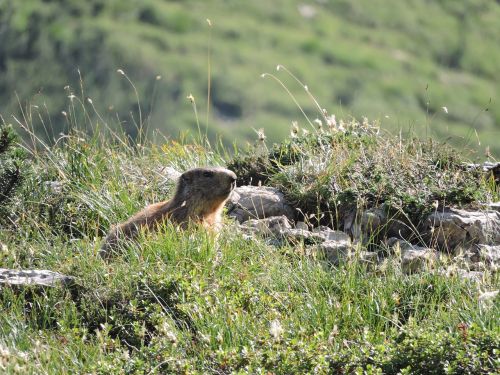 marmot mountain green