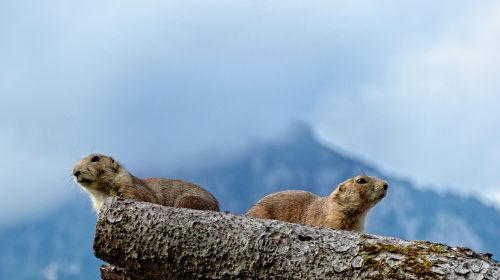 marmot gophers marmota