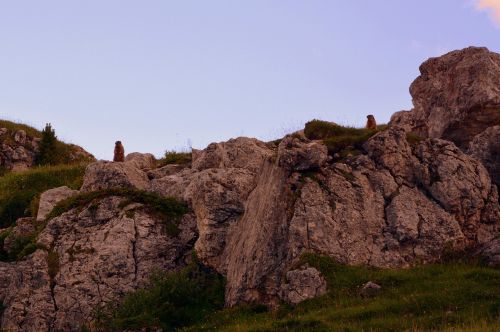 marmots rocks mountain