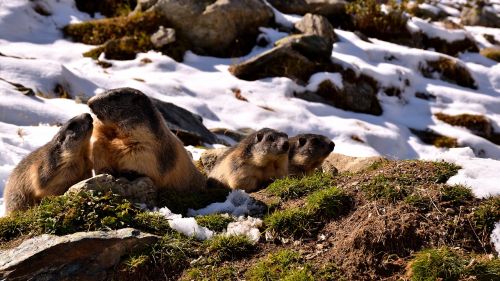 marmots snow nature