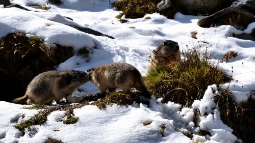 marmots snow nature