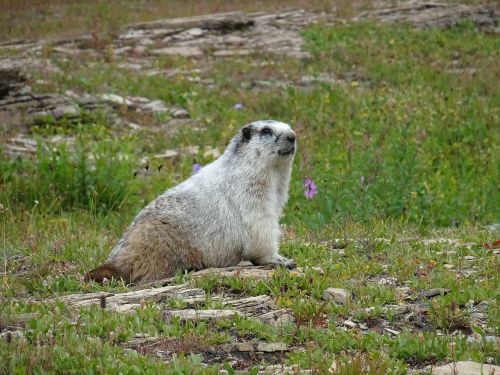 marmott nature animals