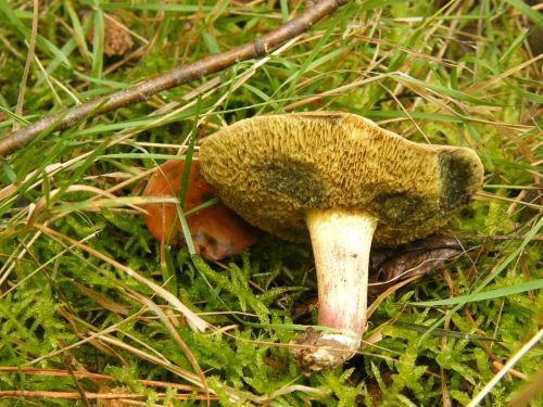 maroner mushrooms forest