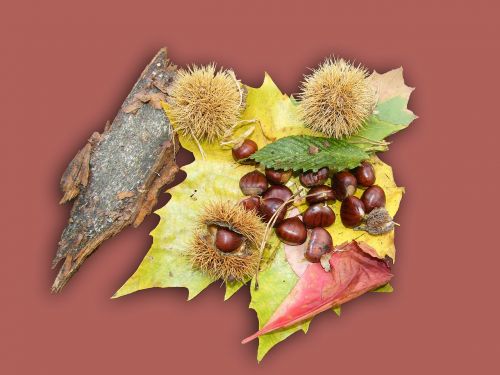 maroni sweet chestnuts fruits