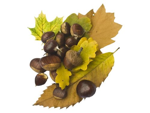 maroni sweet chestnuts fruits