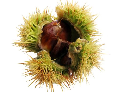 maroni chestnut isolated