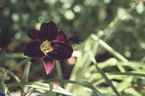 maroon flower garden