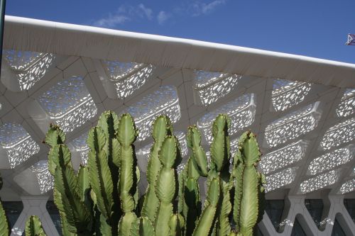 marrakech airport cactus