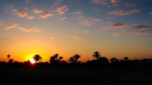 marrakech sunset palm
