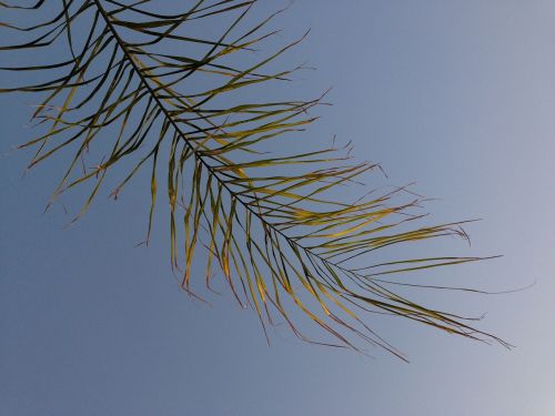 palm tree branch exotic