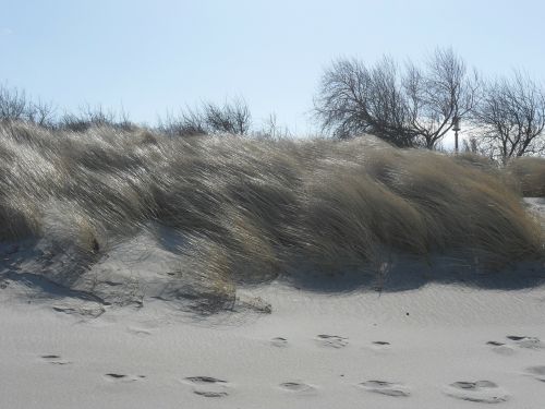 marram grass grasses grass