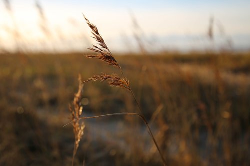 marram grass  beach  dusk