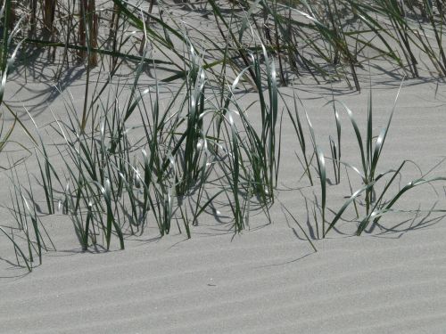 marram grass ammophila grass