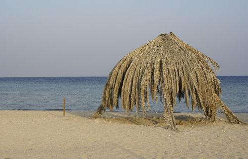 marsa shagra egypt palm leaves