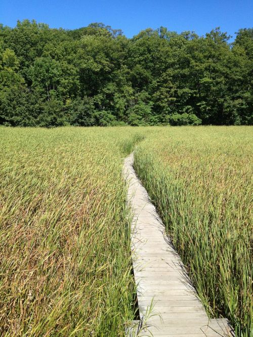 marsh boardwalk path